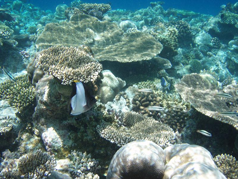 Kuramathi (90).JPG
